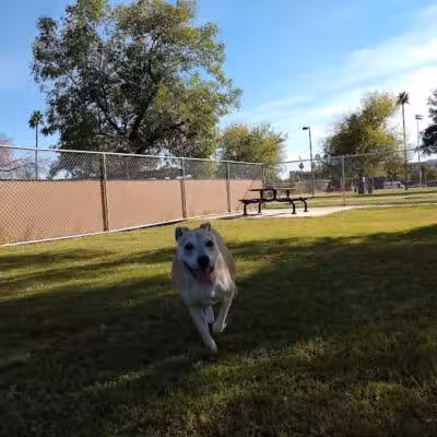 Clark Park Dog Park - Tempe, AZ