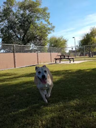 Clark Park Dog Park - Tempe, AZ