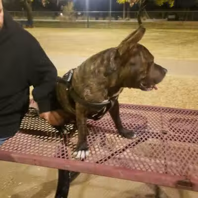 Clark Park Dog Park - Tempe, AZ