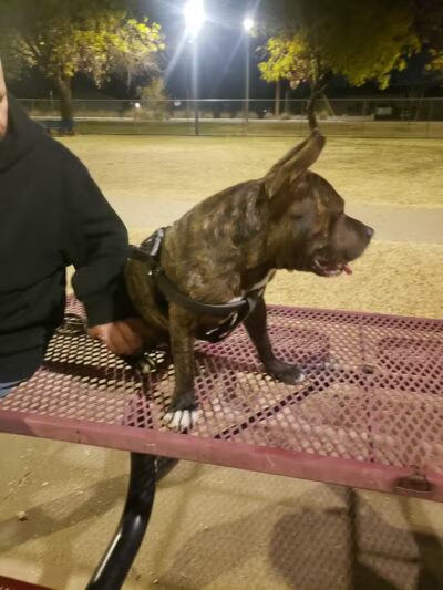 Clark Park Dog Park - Tempe, AZ