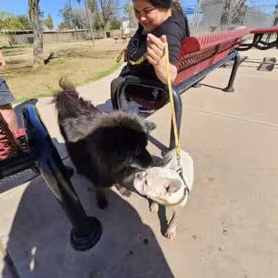 Clark Park Dog Park - Tempe, AZ