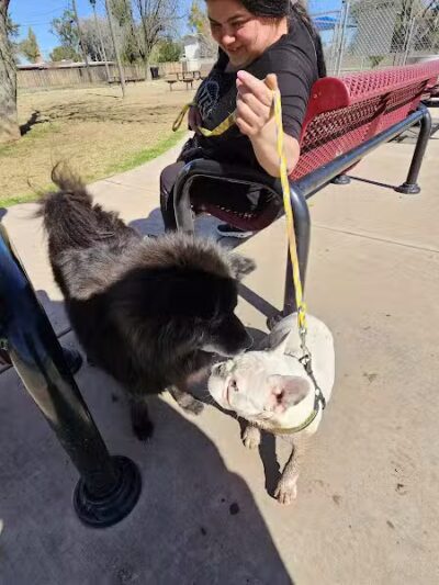 Clark Park Dog Park - Tempe, AZ