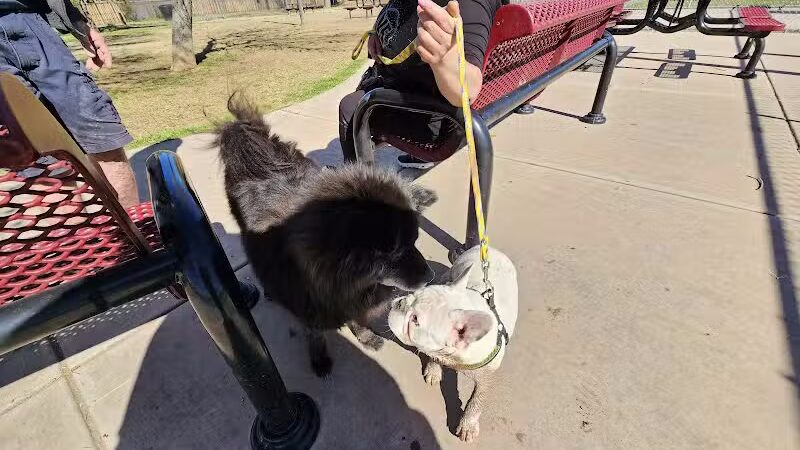 Clark Park Dog Park - Tempe, AZ