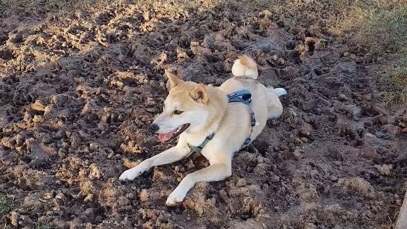 Clark Park Dog Park - Tempe, AZ
