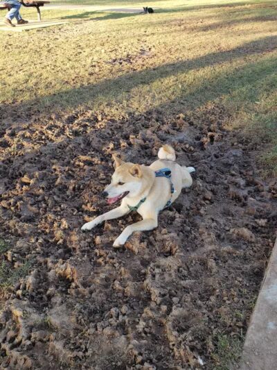 Clark Park Dog Park - Tempe, AZ