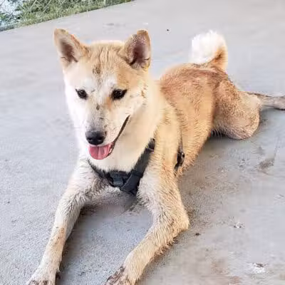 Clark Park Dog Park - Tempe, AZ