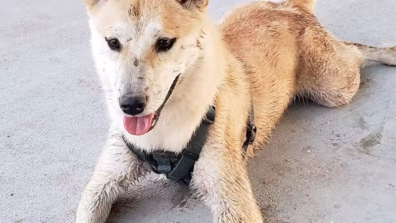 Clark Park Dog Park - Tempe, AZ