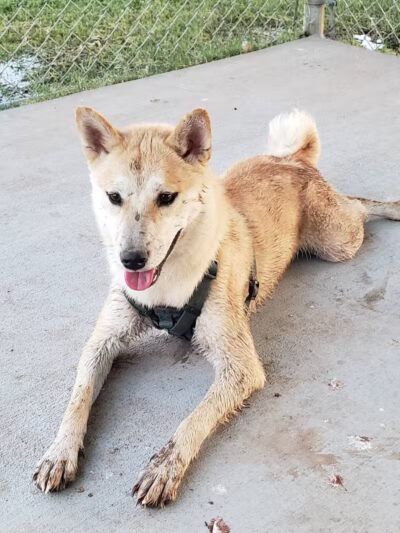 Clark Park Dog Park - Tempe, AZ