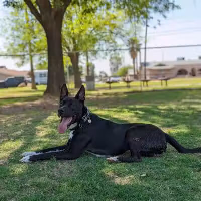 Clark Park Dog Park - Tempe, AZ