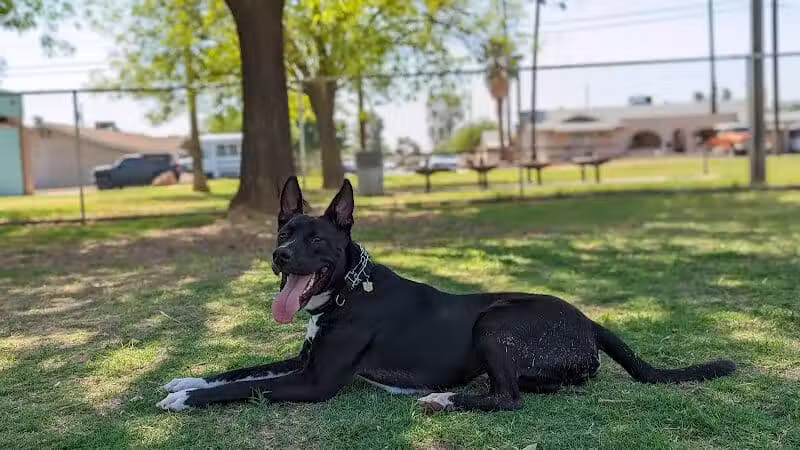 Clark Park Dog Park - Tempe, AZ