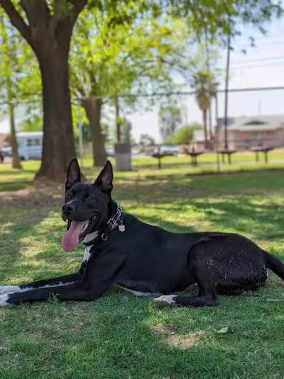 Clark Park Dog Park - Tempe, AZ