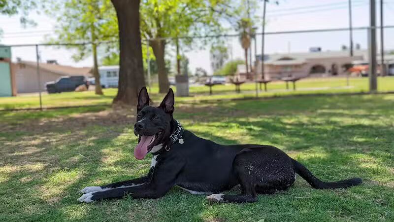 Clark Park Dog Park - Tempe, AZ