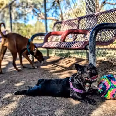 Papago Bark Park - Tempe, AZ