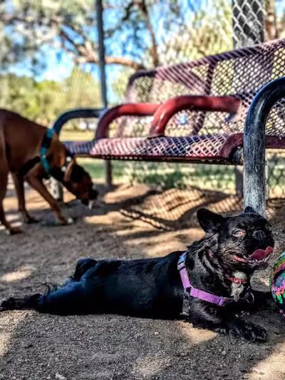 Papago Bark Park - Tempe, AZ