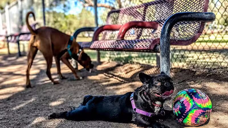 Papago Bark Park - Tempe, AZ