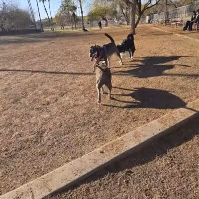 Papago Bark Park - Tempe, AZ