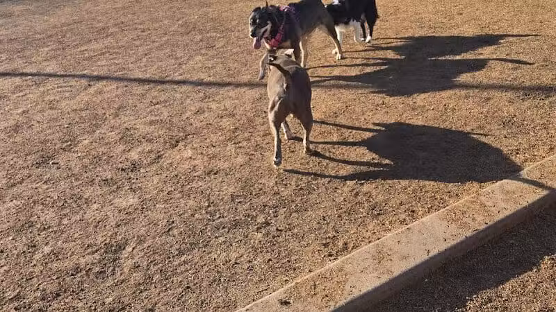 Papago Bark Park - Tempe, AZ