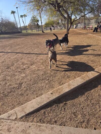 Papago Bark Park - Tempe, AZ