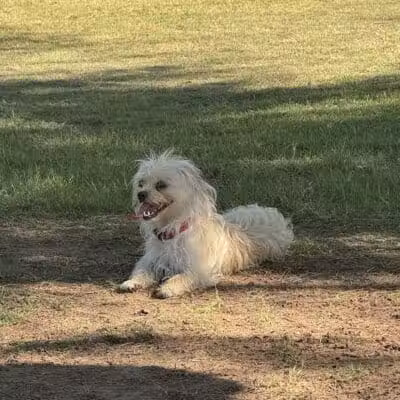 Papago Bark Park - Tempe, AZ