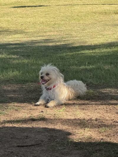 Papago Bark Park - Tempe, AZ