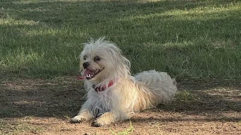 Papago Bark Park - Tempe, AZ