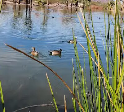 Papago Bark Park - Tempe, AZ