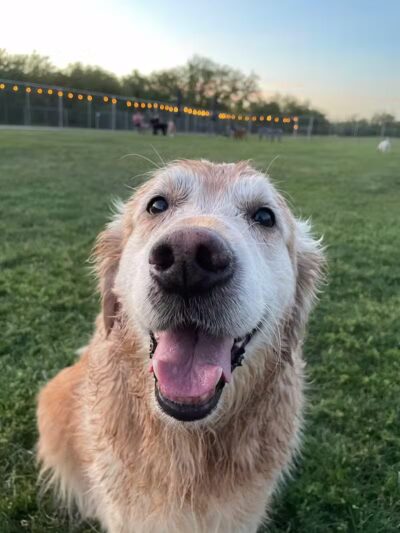 The Barking Bodega - Tempe, AZ