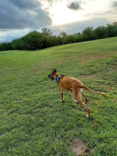 The Barking Bodega - Tempe, AZ