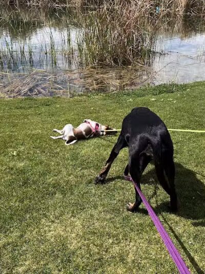 The Barking Bodega - Tempe, AZ