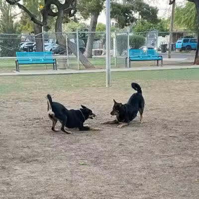 Mitchell Dog Park - Tempe, AZ