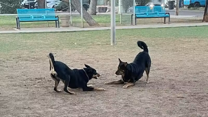 Mitchell Dog Park - Tempe, AZ