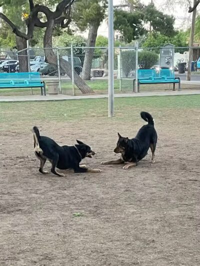 Mitchell Dog Park - Tempe, AZ