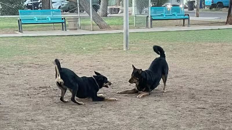 Mitchell Dog Park - Tempe, AZ