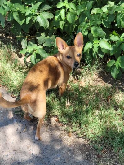 Mitchell Dog Park - Tempe, AZ