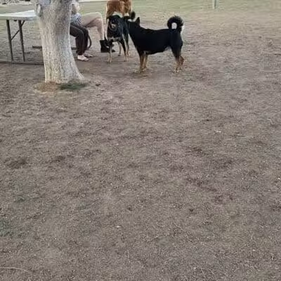 Mitchell Dog Park - Tempe, AZ