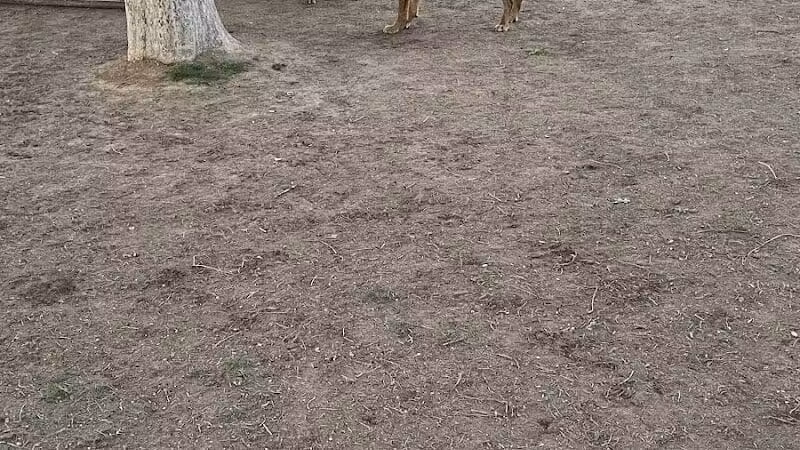 Mitchell Dog Park - Tempe, AZ