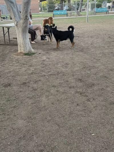 Mitchell Dog Park - Tempe, AZ