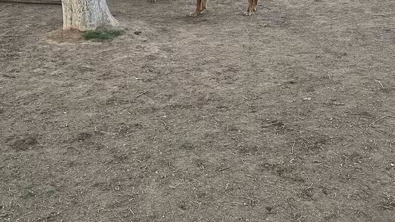 Mitchell Dog Park - Tempe, AZ