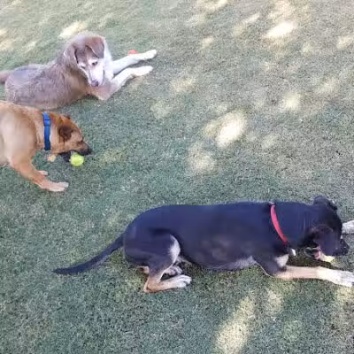 Mitchell Dog Park - Tempe, AZ