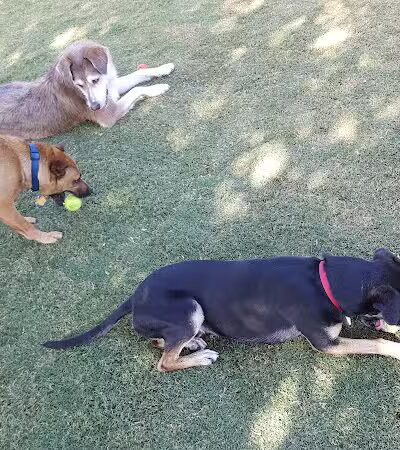 Mitchell Dog Park - Tempe, AZ