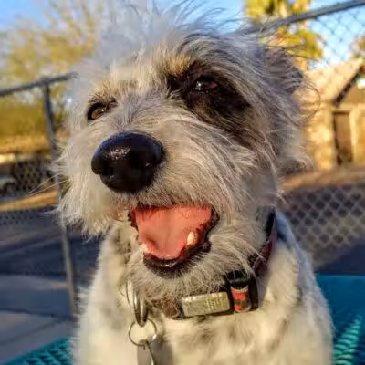 Mitchell Dog Park - Tempe, AZ