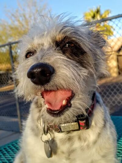 Mitchell Dog Park - Tempe, AZ