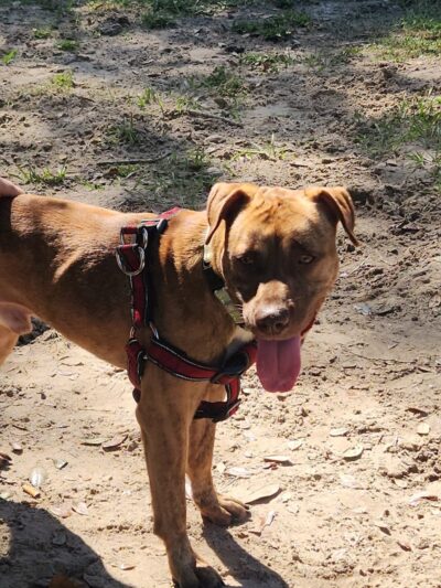 Temple Terrace Dog park - Temple Terrace, FL