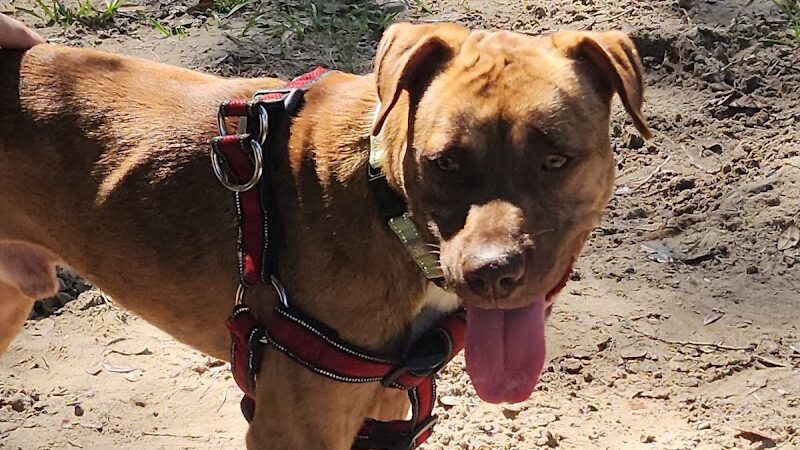 Temple Terrace Dog park - Temple Terrace, FL