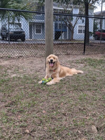 Temple Terrace Dog park - Temple Terrace, FL