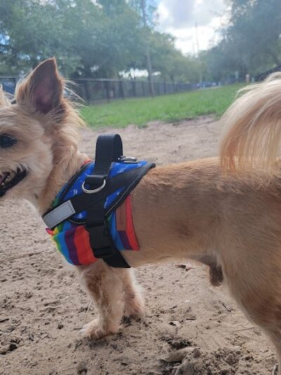 Temple Terrace Dog park - Temple Terrace, FL