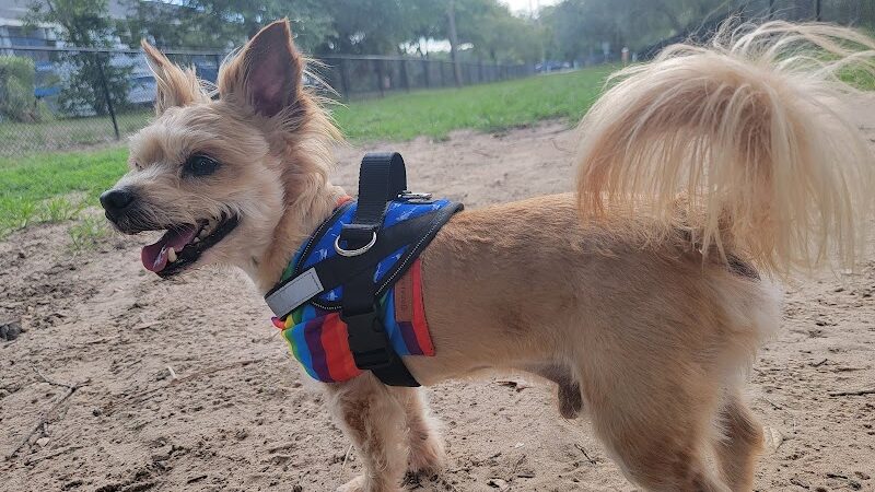 Temple Terrace Dog park - Temple Terrace, FL