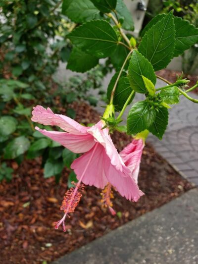 Temple Terrace Dog park - Temple Terrace, FL