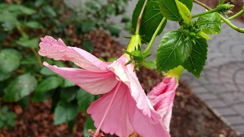 Temple Terrace Dog park - Temple Terrace, FL