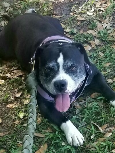 Temple Terrace Dog park - Temple Terrace, FL